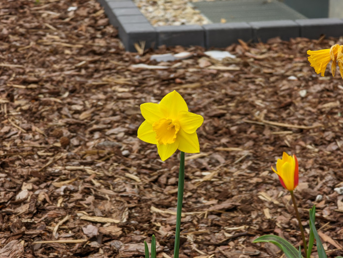 Beim Pixel 6 Pro stimmt der Fokus. (Bild: Tobias Költzsch/Golem.de)